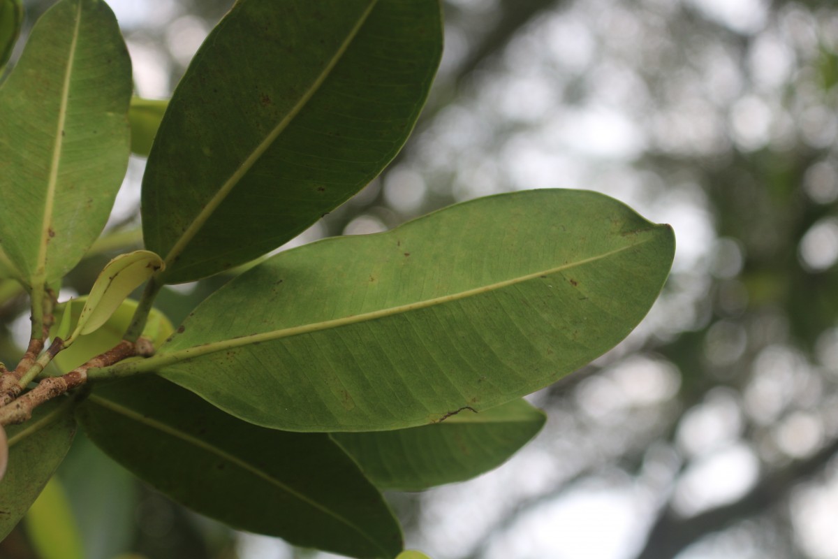 Ficus trimenii King ex Trimen